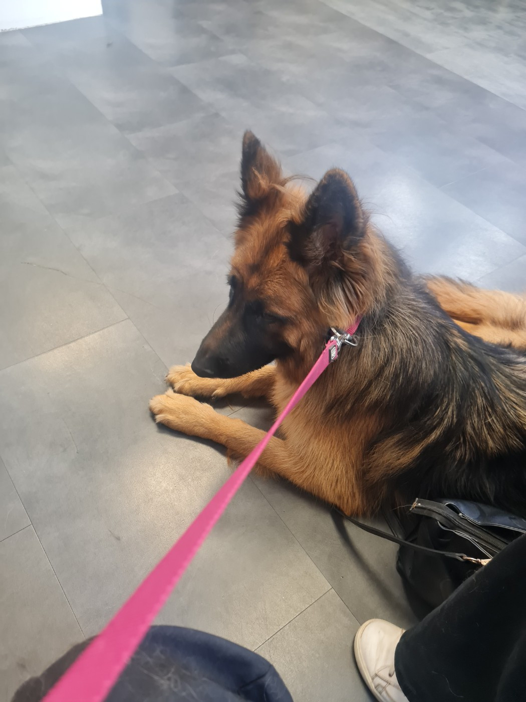 violette Des Gardiens De Persephone