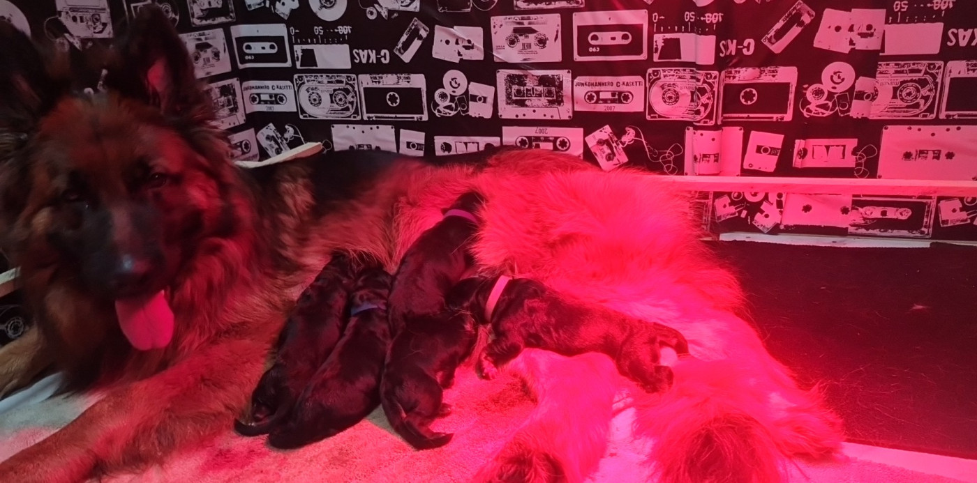 Du Tresors Canins De Nounours - Berger Allemand Poil Long - Portée née le 19/02/2026