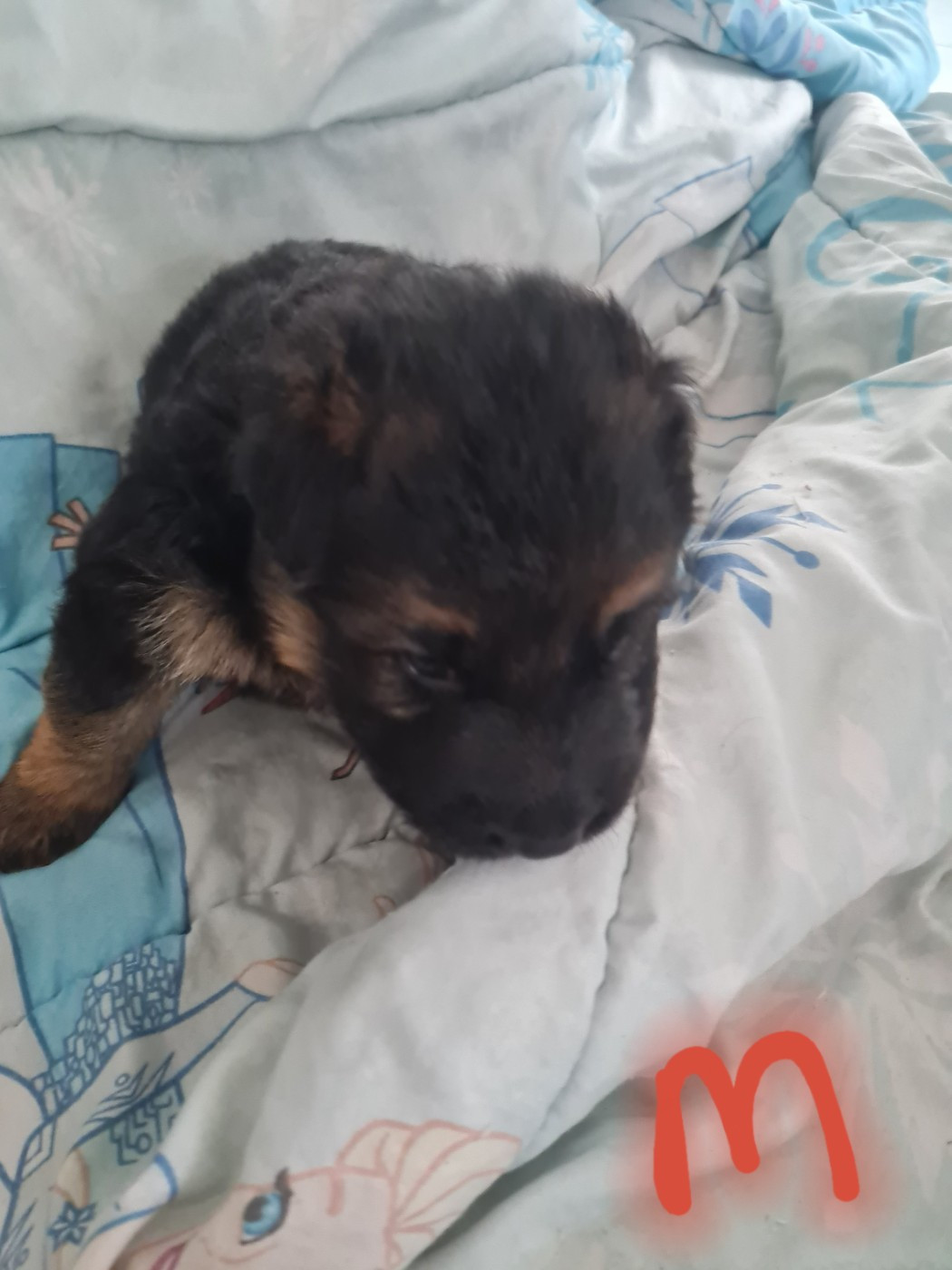 Du Tresors Canins De Nounours - Chiots disponibles - Berger Allemand Poil Long